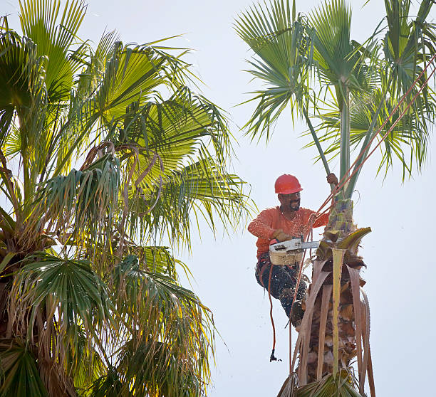 Professional Tree Removal in Murrieta, CA